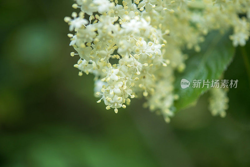 接骨木(Sambucus nigra)花